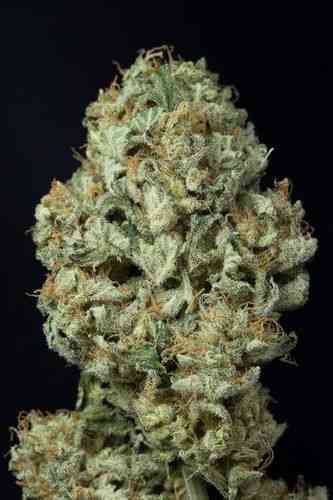 Dinamex Autoflowering > Dinafem Seeds | Graines Autofloraison  |  Sativa